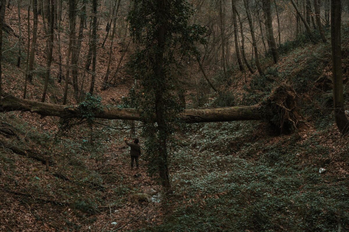 amour forêts explication fin film vs