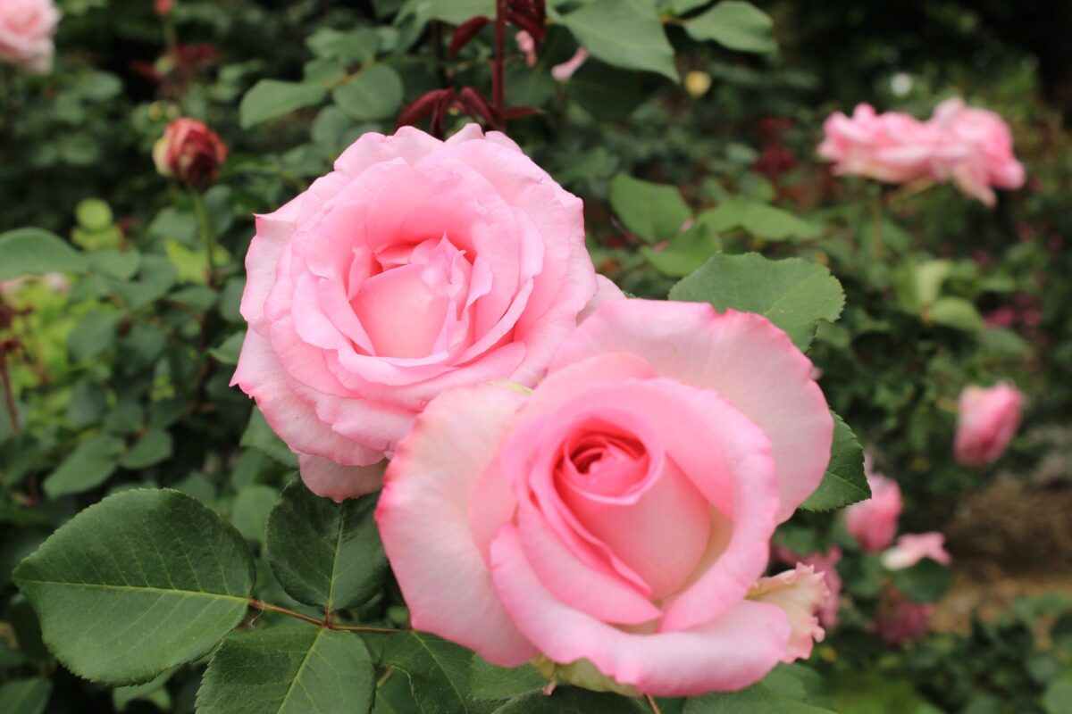 amour forêts explication rose sœur jumelle